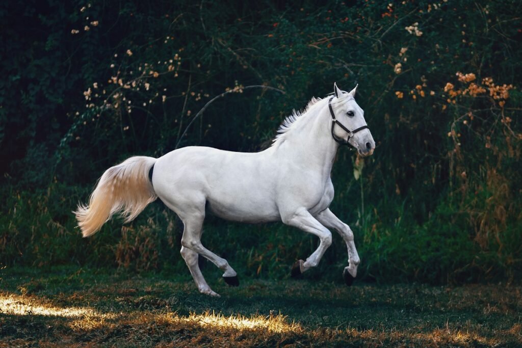 Ashwini Nakshatra: Traits, Career and Compatibility 2 White horse running across a grass field, the horse symbol of Ashwini Nakshatra