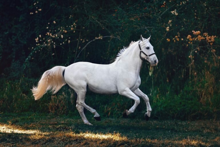 White horse running across a grass field, the horse symbol of Ashwini Nakshatra